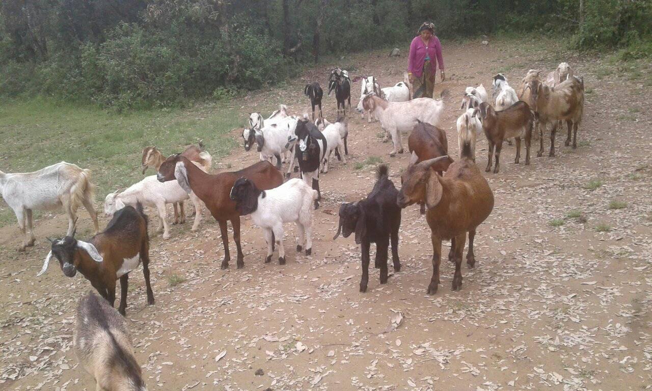 फस्टाउँदो सामुहिक बाख्रापालन 