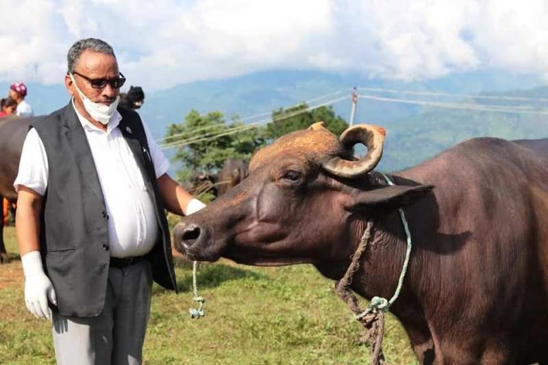 सांसद अम्मर थापाद्वारा  विपन्न किसानलाई भैसी वितरण