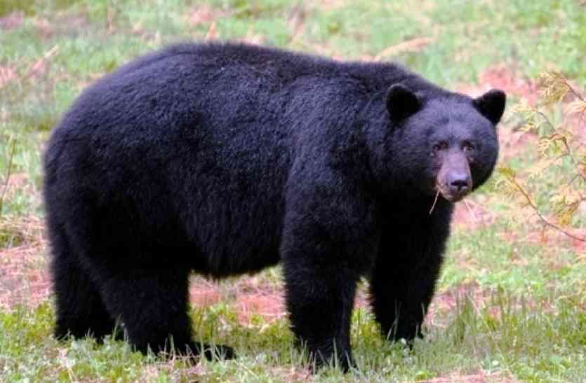 जुम्लामा भालु आतङ्क