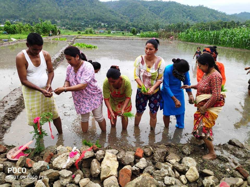 असार १५ मा राेपाइँको चटारो (फोटोफिचर)