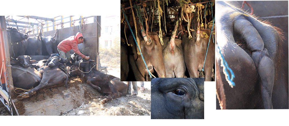 राँगा-भैंसीको यातनापूर्ण यात्रा : आँखामा आँसु, नाकमा रगत