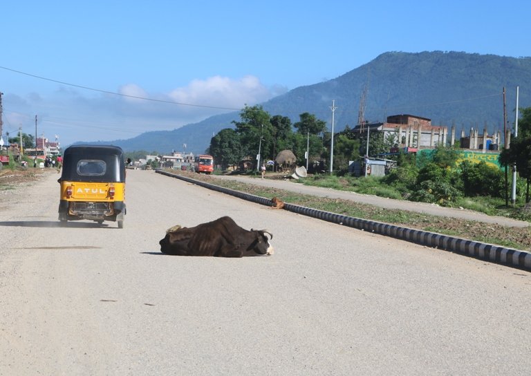 कहिले हुन्छ छाडा चौपायाको व्यवस्थापन ? (फोटो फिचर)