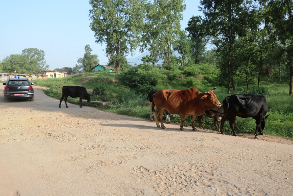 अझै छोडेनन् वीरेन्द्रनगरमा छाडा पशुले बाटो छेक्न