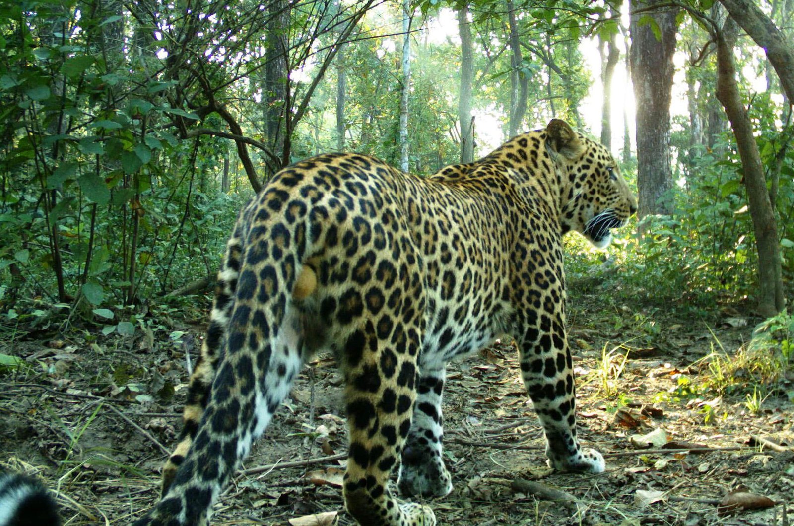डेढ वर्षीय छोरालाई हेर्दाहेर्दै ‘चितुवाले लग्यो’