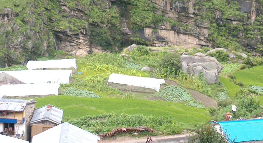 तरकारी खेतीले बदलियो जीवन