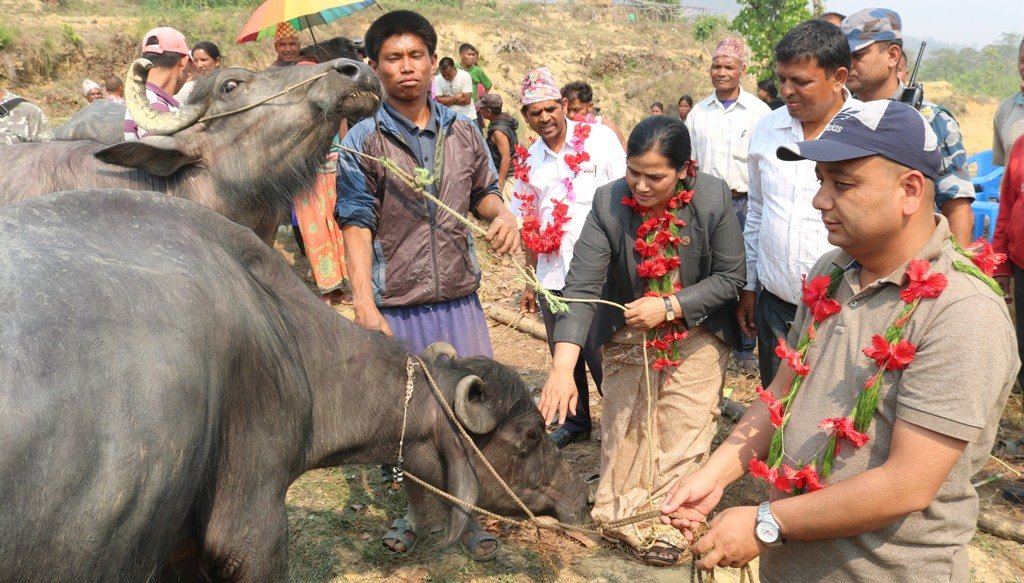 कर्णाली सरकारबाट किसानले पाए भैंसी 