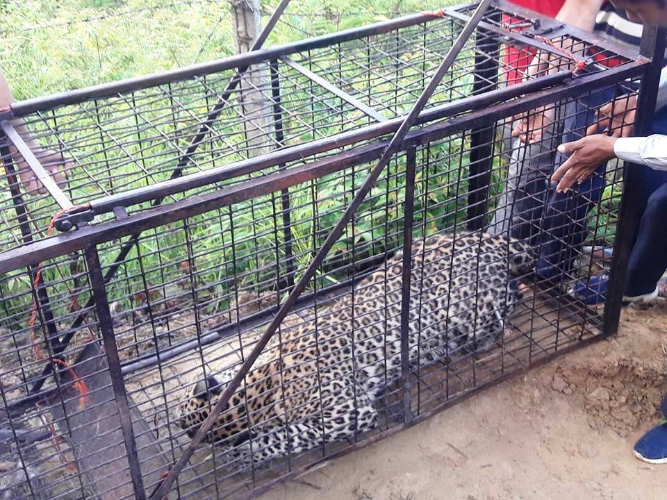 वीरेन्द्रनगरमा आतंक मच्चाउने चितुवालाई छोपेर बाँके पठाइयो