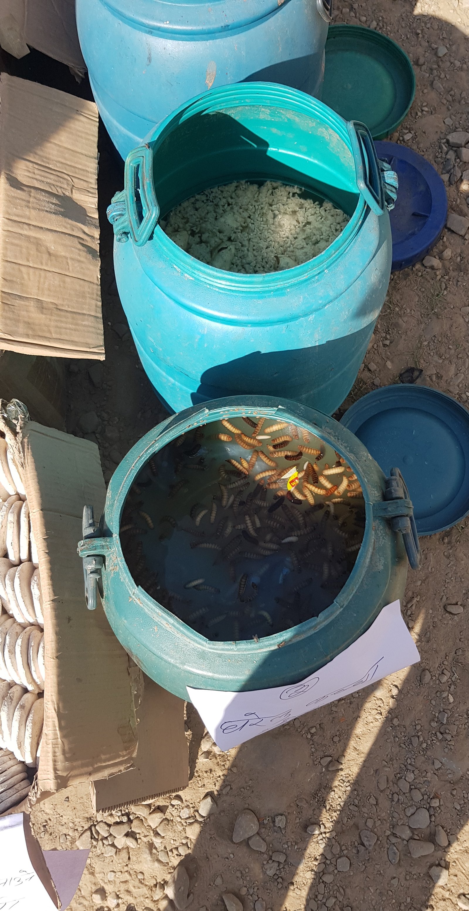 घरेलु मदिरामा किरा, प्रहरीले नष्ट गर्‍यो