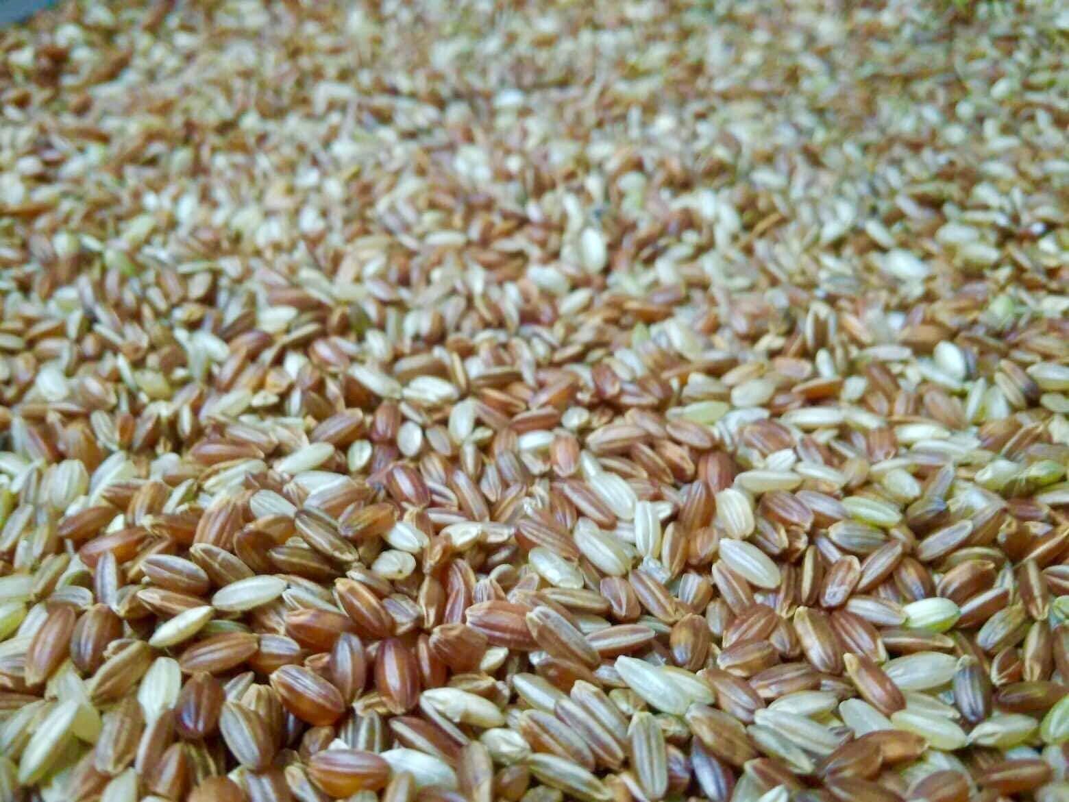 मार्सी चामलको भात खुवाएर डाक्टर केसीको अनशन तोडाउन पाए..