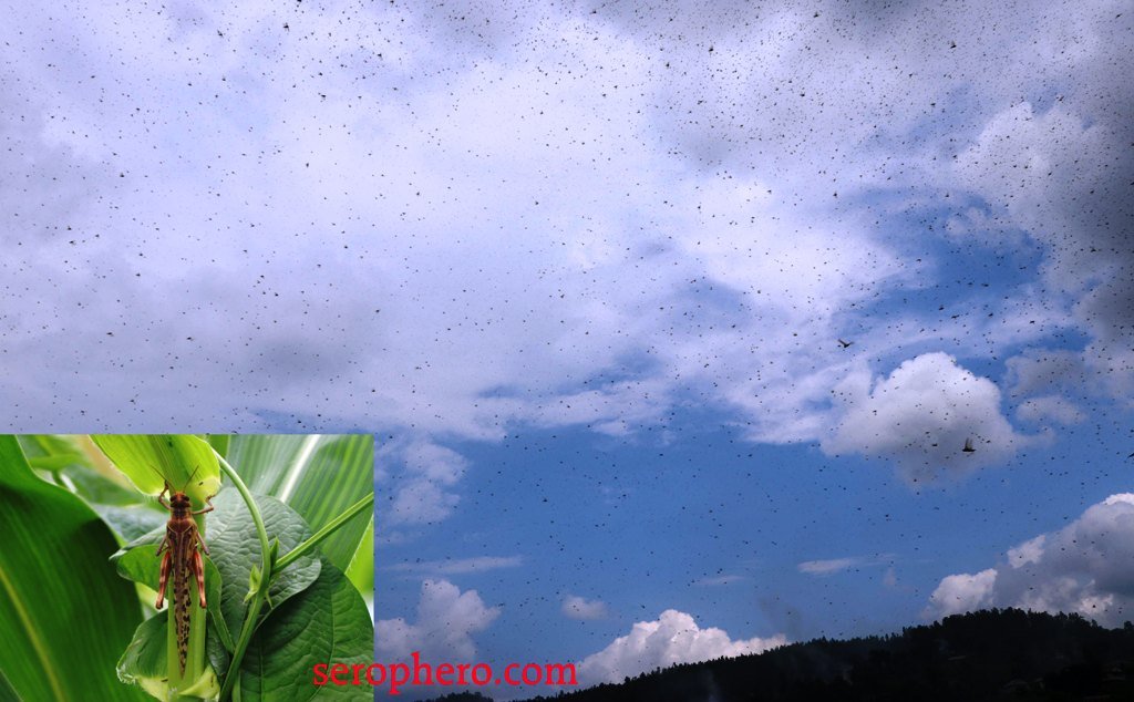 सलह किराको त्रास, एक किलो समाते वापत प्रदेश ५ मा २० र सुदुरपश्चिम प्रदेशमा २५ रुपैया दिईने