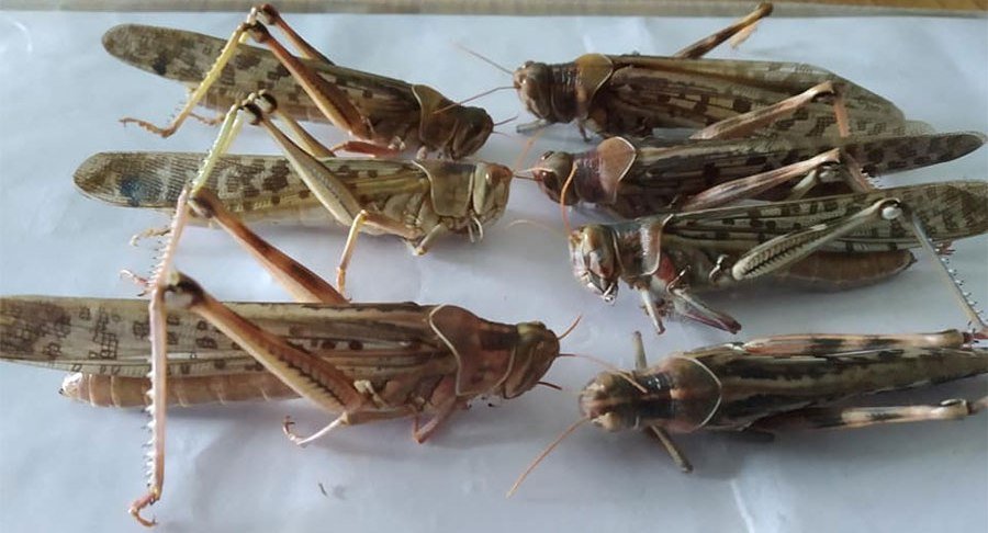 कर्णालीमा पनि भित्रियो सलह