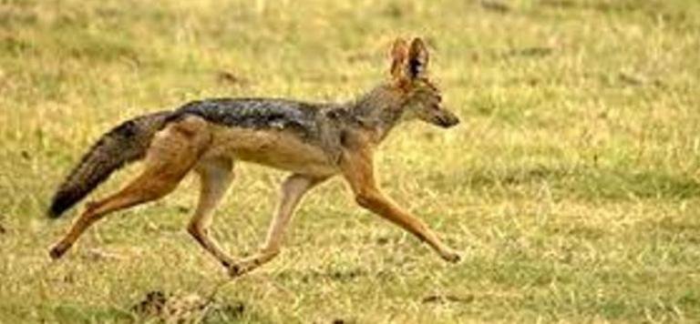 स्यालको टोकाइबाट गुर्भाकोटमा १८ घाइते, औषधि र प्राविधिक काठमाडौंबाट मगाइयो