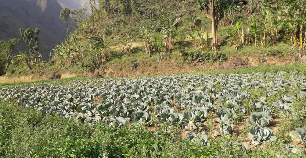 तरकारी बिक्री नहुँदा पिपलका किसान चिन्तित