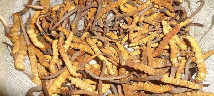 अबैध रुपमा यार्सागुम्बा संकलन गर्ने ७ जना डोल्पाको कागमाराबाट पक्राउ 