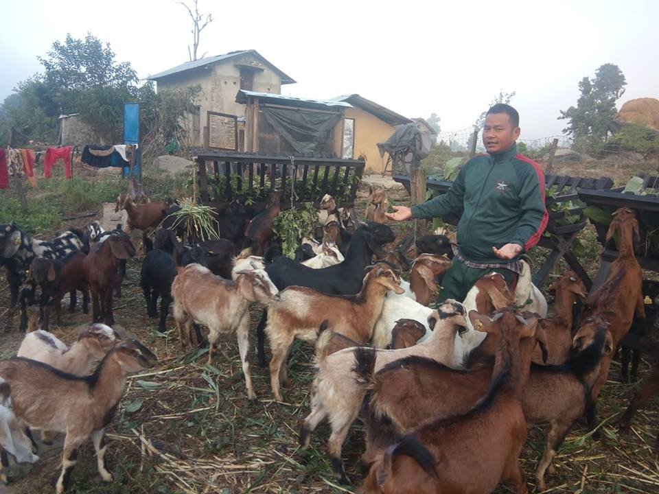 बाख्रापालन व्यवसायले बनायो आत्मनिर्भर 