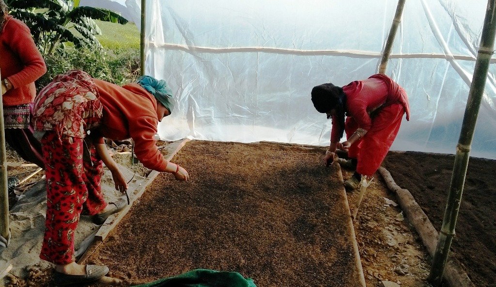 जडिबुटी उत्पादनमा सक्रिय लालिगुराँस सामुदायीक वन